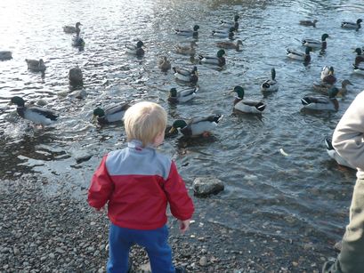 So many ducks, so little time. 